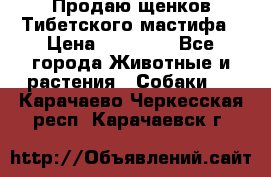 Продаю щенков Тибетского мастифа › Цена ­ 45 000 - Все города Животные и растения » Собаки   . Карачаево-Черкесская респ.,Карачаевск г.